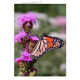 Estrella deslumbrante y mariposa monarca