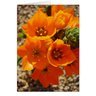 Estrella Naranja de Sudáfrica