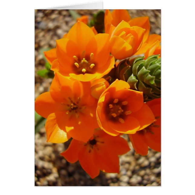 Estrella Naranja de Sudáfrica (Frente)