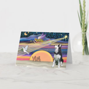 Estrella Navidad - Husky siberiano 1