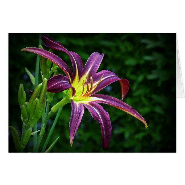 Estrella oscura - Daylily (Anverso (Horizontal))