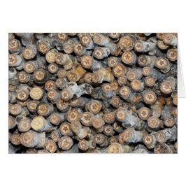 Estrellas a lo largo de los árboles de madera de a