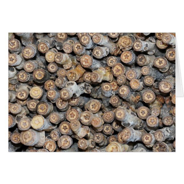 Estrellas a lo largo de los árboles de madera de a (Anverso (Horizontal))