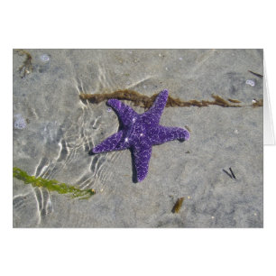 Estrellas de mar