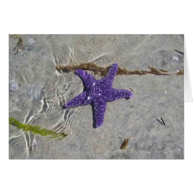 Estrellas de mar (Anverso (Horizontal))