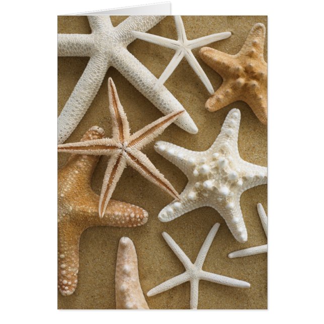 Estrellas de mar en la arena (Frente)