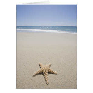 Estrellas de mar en la playa por Océano Atlántico