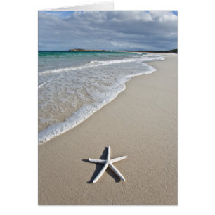 Estrellas de mar en una playa alejada