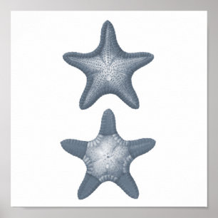 Estrellas de mar grises de la impresión #10 de