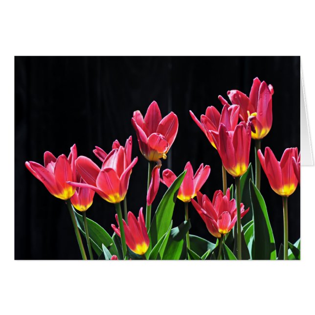 Estribillo de tulipanes (Anverso (Horizontal))