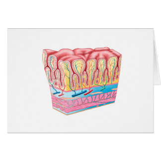 Estructura De Anatomía Y Capas De La Pared De Estó