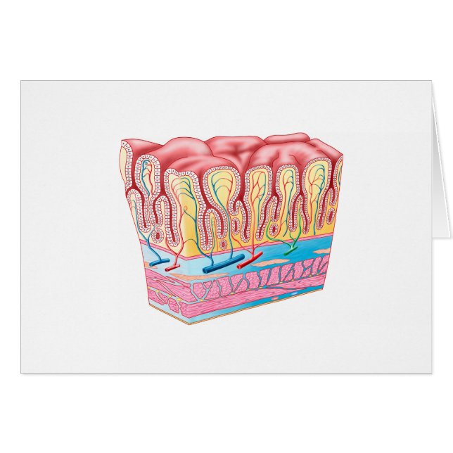 Estructura De Anatomía Y Capas De La Pared De Estó (Anverso (Horizontal))