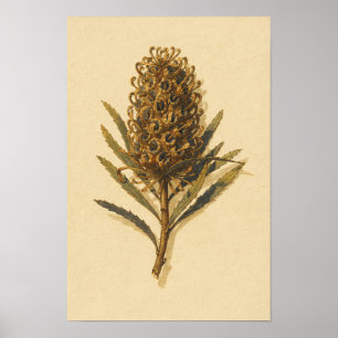 Estudio Botánico del Cono de Banksia – Póster de 1