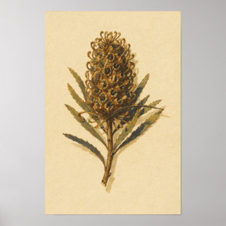 Estudio Botánico del Cono de Banksia – Póster de 1