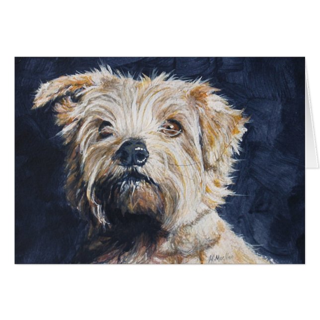 Estudio de la cabeza de Norfolk Terrier (Anverso (Horizontal))
