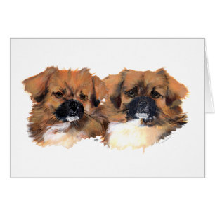 Estudio de la cabeza de Spaniels Tibetanos