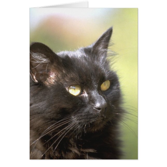 Estudio de la cabeza del gato negro (Frente)