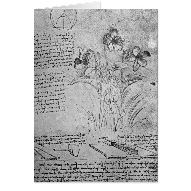 Estudios de violas (Frente)