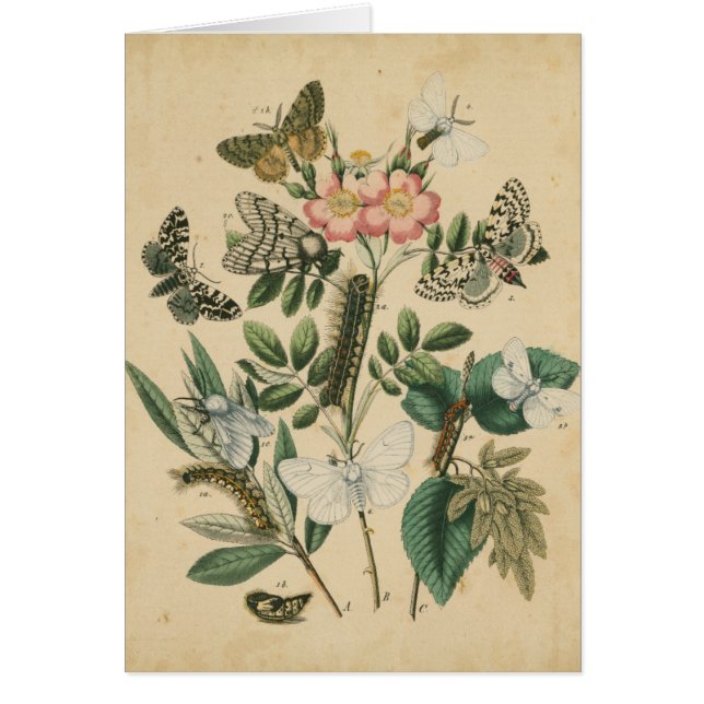 Etapas de la vida de la mariposa por Vision Studio (Frente)