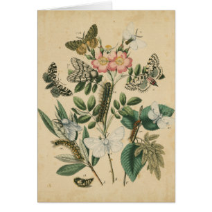 Etapas de la vida de mariposas por Vision Studio