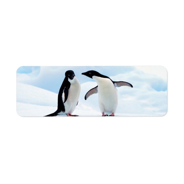 Etiqueta Adelie Penguins (Frente)