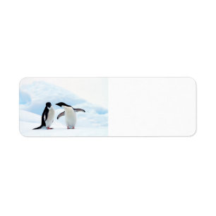 Etiqueta Adelie Penguins
