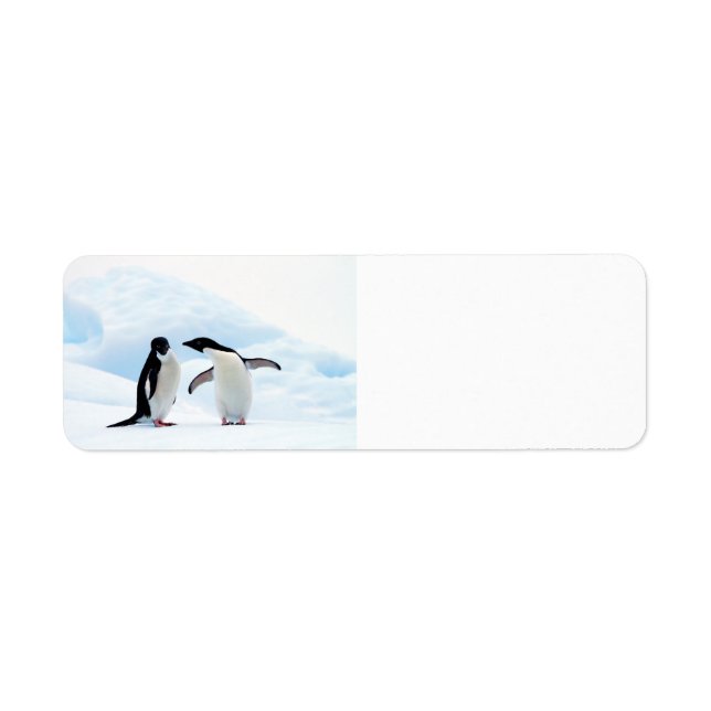 Etiqueta Adelie Penguins (Frente)