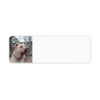 Afghan_Shepherd