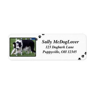 Etiqueta Agilidad del border collie