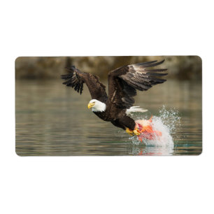 Etiqueta Águila calva explosiva