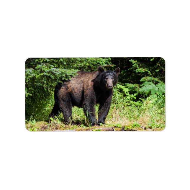 Etiqueta Alfa Black Bear (Frente)