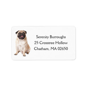 Etiqueta Amante de perros pug lindos