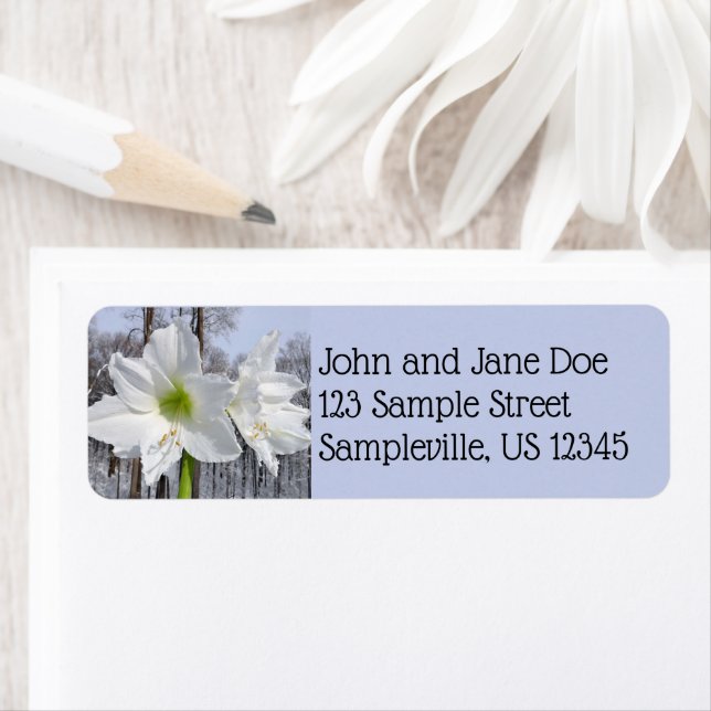 Etiqueta Amarilis blanca y nieve II (In situ)