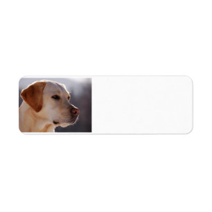 Etiqueta amarillo 3 Labrador_Retriever.png