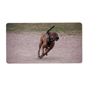 Etiqueta Amstaff corriendo