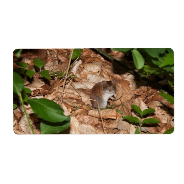 Etiqueta Apodemus sylvaticus (Frente)