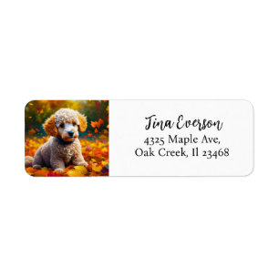 Etiqueta Apricot Poodle Puppy en hojas otoñales