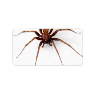 Etiqueta Araña asustadiza grande