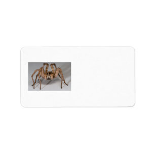 Etiqueta Araña de lobo