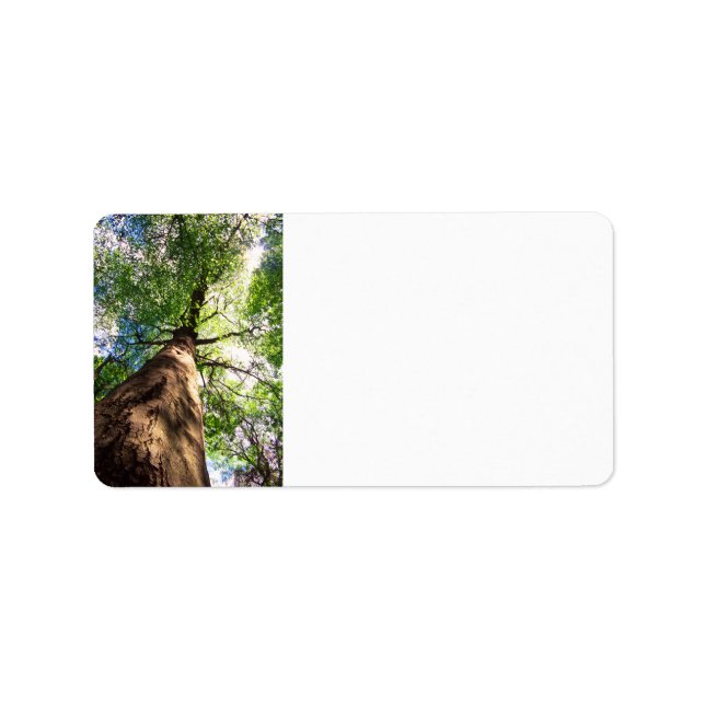 Etiqueta Árbol de hayas de crecimiento antiguo (Frente)