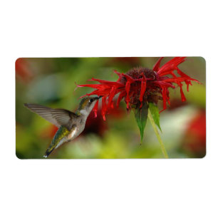 Etiqueta Archilochus Rubí-Throated Colubris del colibrí
