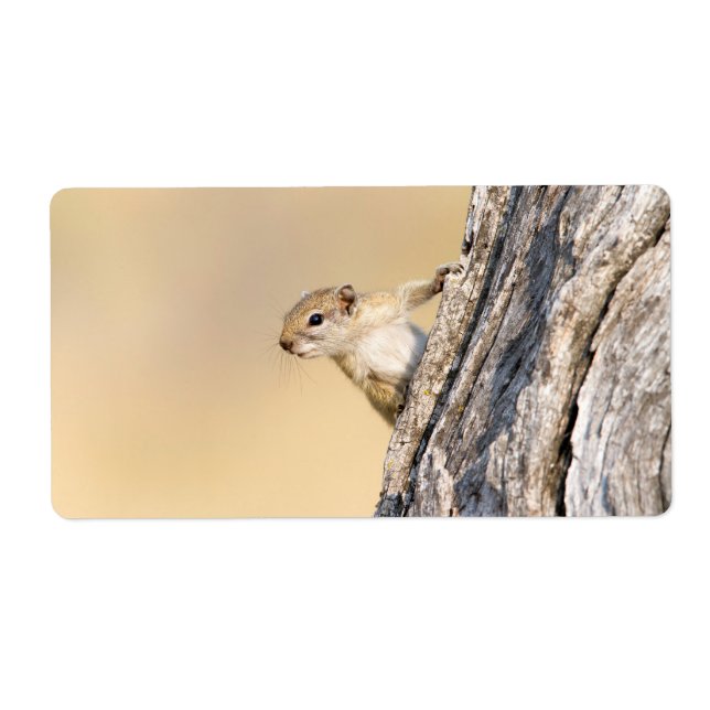 Etiqueta Ardilla de árbol (Frente)