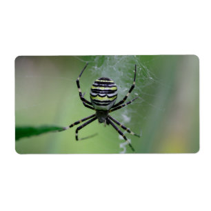 Etiqueta Argiope bruennichi