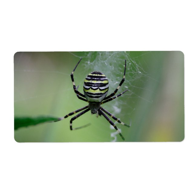 Etiqueta Argiope bruennichi (Frente)