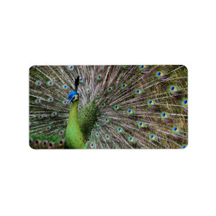 Etiqueta Arte de pavo real elegante y plumas