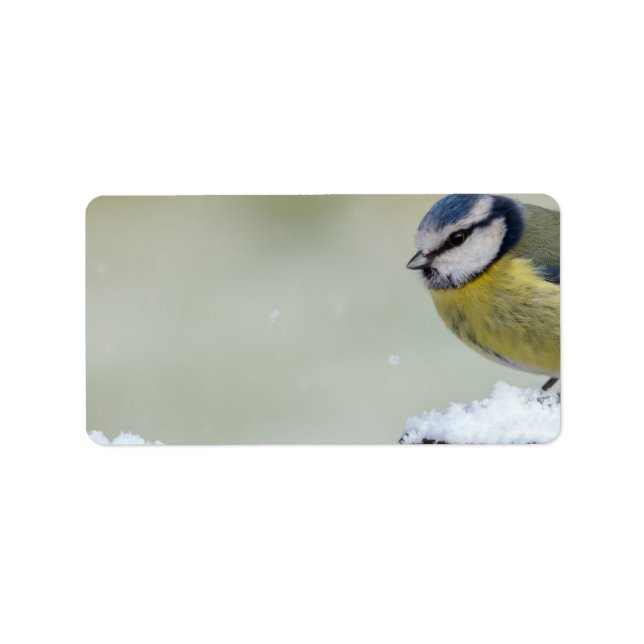 Etiqueta Asombroso pájaro salvaje de teta azul en la nieve (Frente)
