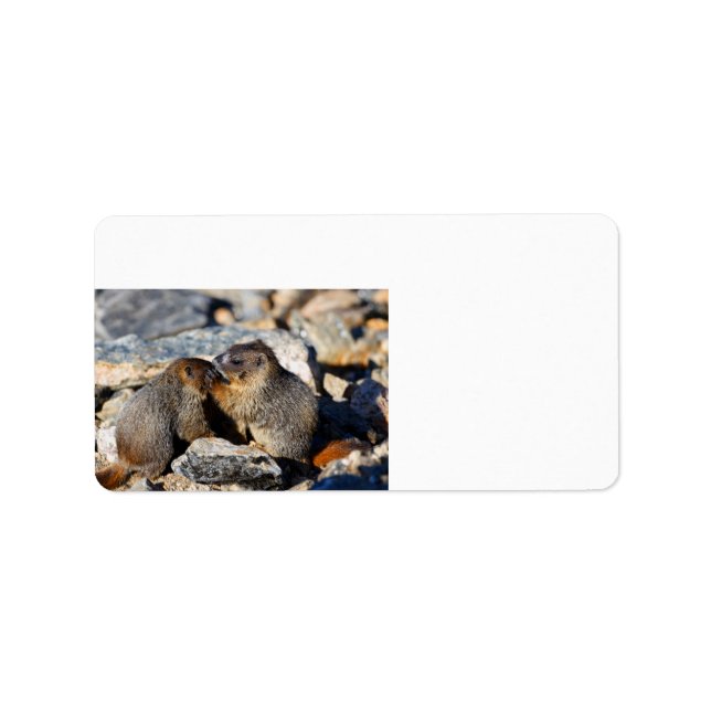 Etiqueta Baby Marmots (Frente)