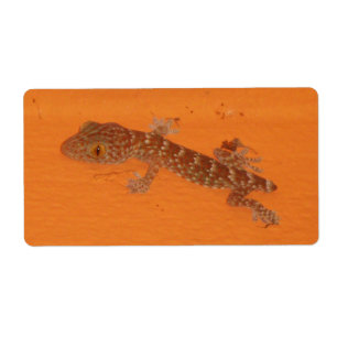 Etiqueta Baby Tokay Gecko