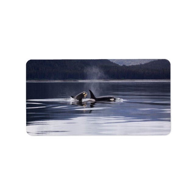 Etiqueta Ballenas asesinas (Frente)