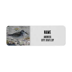 Etiqueta Beach Bird Nature Photo Gray Coastal Animal